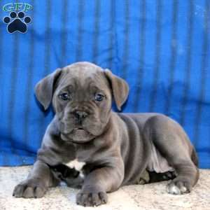Cleo, Cane Corso Puppy
