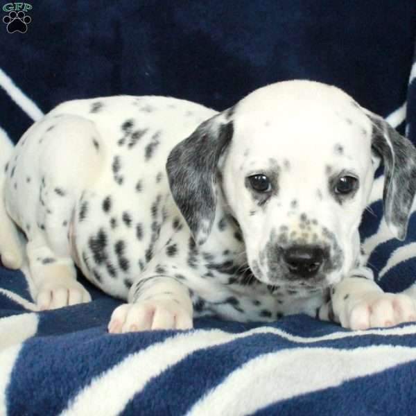 Cliff, Dalmatian Puppy