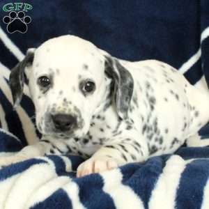 Cliff, Dalmatian Puppy