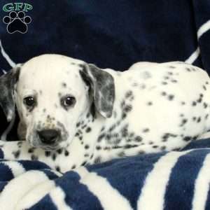 Cliff, Dalmatian Puppy