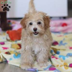 Clover, Havapoo Puppy