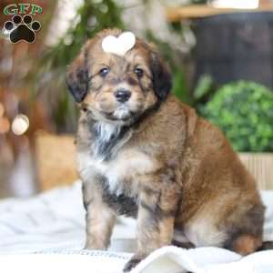 Clover, Bernedoodle Puppy