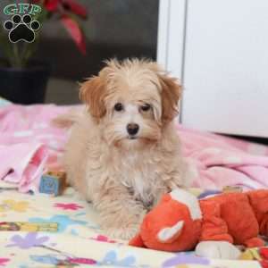 Clover, Havapoo Puppy