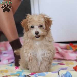 Clover, Havapoo Puppy