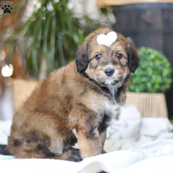 Clover, Bernedoodle Puppy