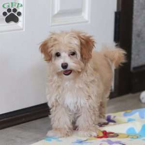 Clover, Havapoo Puppy