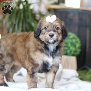 Clover, Bernedoodle Puppy