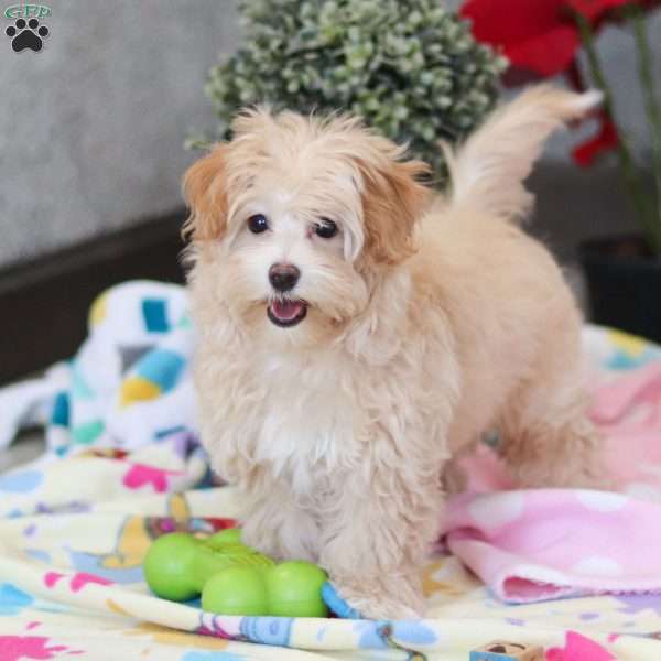 Clover, Havapoo Puppy