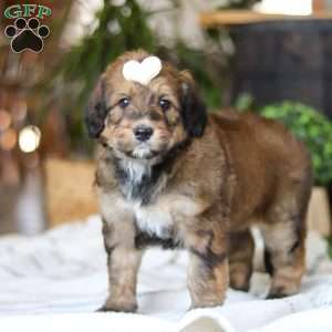 Clover, Bernedoodle Puppy