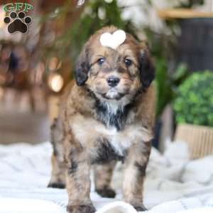 Clover, Bernedoodle Puppy