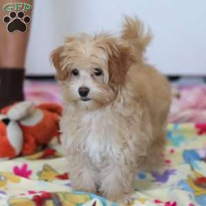 Clover, Havapoo Puppy