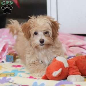 Clover, Havapoo Puppy