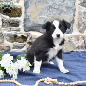 Clover, Border Collie Puppy