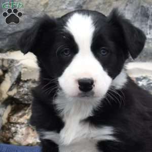 Clover, Border Collie Puppy