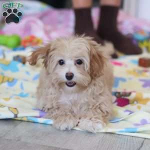 Clover, Havapoo Puppy