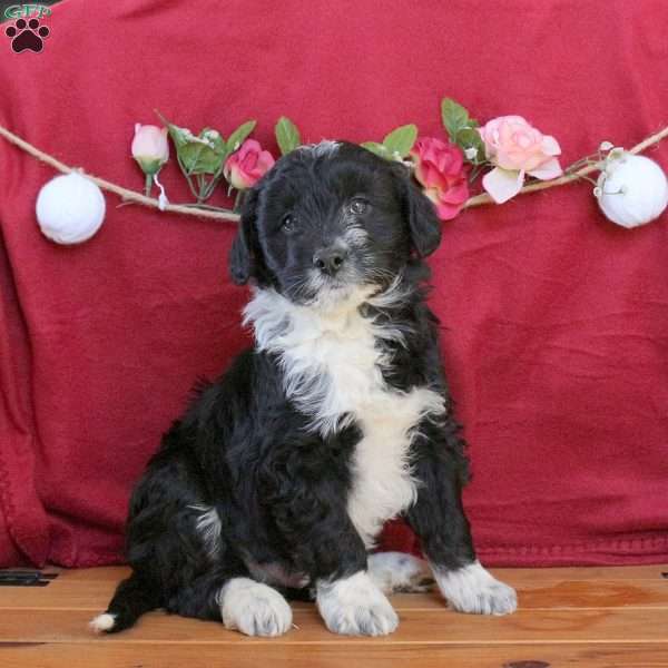 Coala, Mini Aussiedoodle Puppy