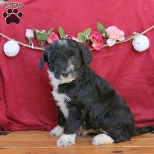 Coala, Mini Aussiedoodle Puppy