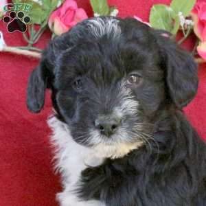 Coala, Mini Aussiedoodle Puppy