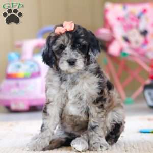 Cocoa, Newfypoo Puppy