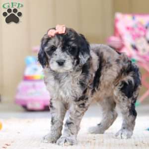 Cocoa, Newfypoo Puppy