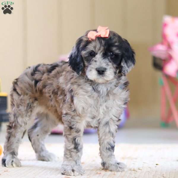 Cocoa, Newfypoo Puppy