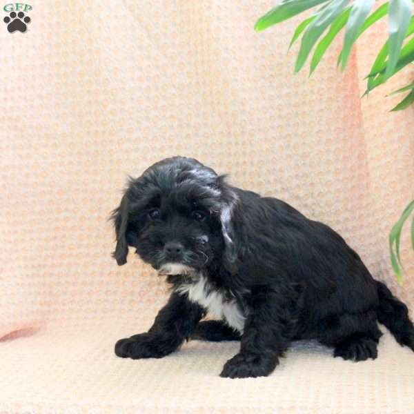 Cocoa, Cavapoo Puppy