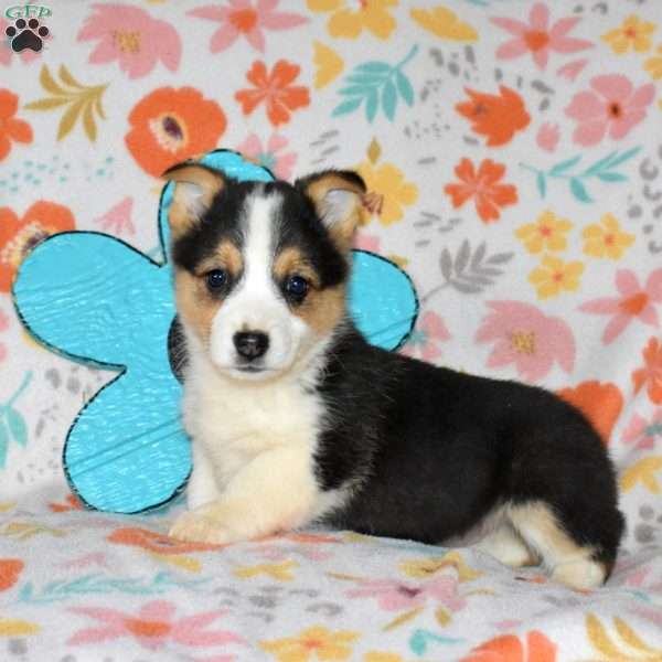 Cocoa, Pembroke Welsh Corgi Puppy
