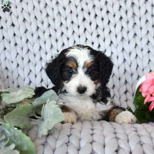 Cocoa, Mini Bernedoodle Puppy
