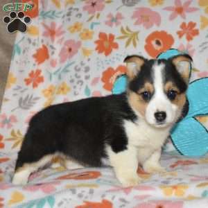 Cocoa, Pembroke Welsh Corgi Puppy