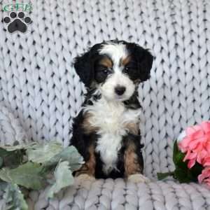 Cocoa, Mini Bernedoodle Puppy