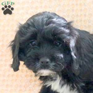 Cocoa, Cavapoo Puppy