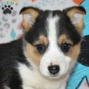 Cocoa, Pembroke Welsh Corgi Puppy