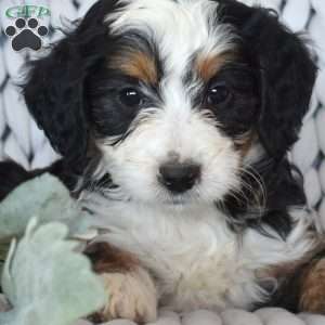 Cocoa, Mini Bernedoodle Puppy