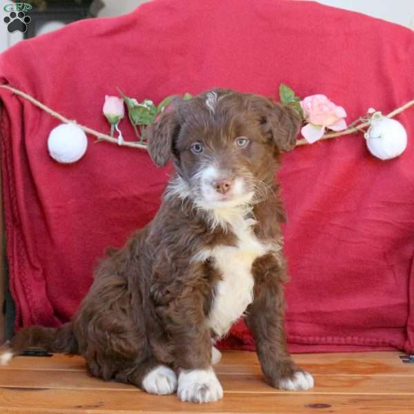 Cocoa, Mini Aussiedoodle Puppy