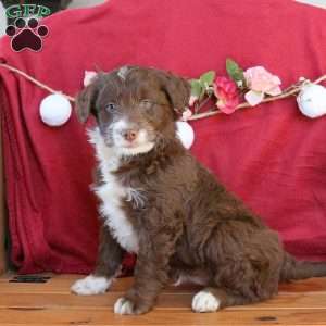 Cocoa, Mini Aussiedoodle Puppy