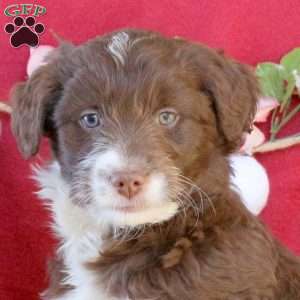 Cocoa, Mini Aussiedoodle Puppy