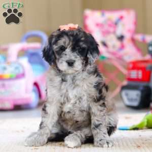 Cocoa, Newfypoo Puppy