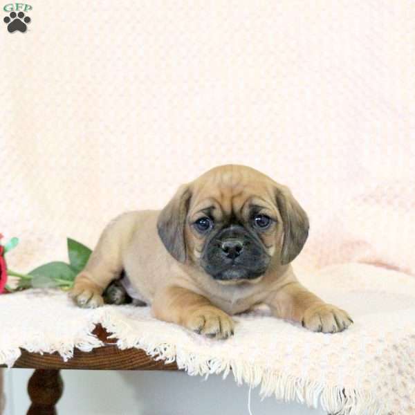 Cody, Pug Mix Puppy
