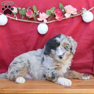 Cody, Mini Aussiedoodle Puppy