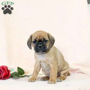 Cody, Pug Mix Puppy