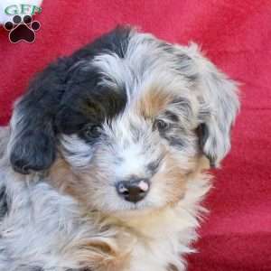 Cody, Mini Aussiedoodle Puppy