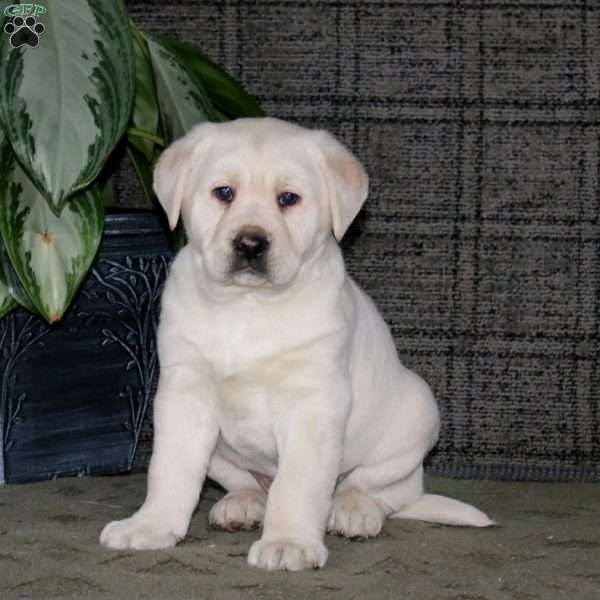 Cody, Yellow Labrador Retriever Puppy