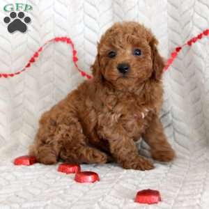 Cody, Miniature Poodle Puppy