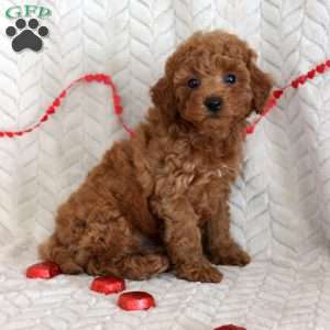 Cody, Miniature Poodle Puppy