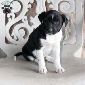 Cody, Border Collie Mix Puppy