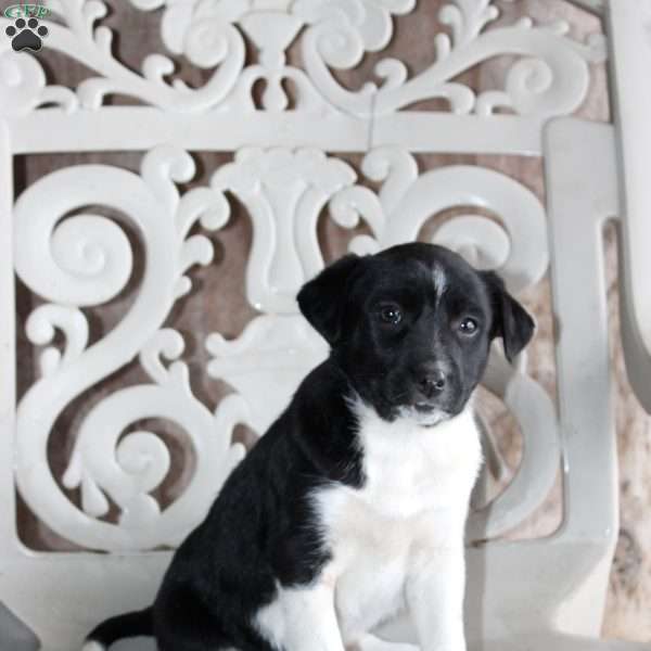 Cody, Border Collie Mix Puppy