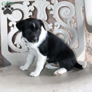 Cody, Border Collie Mix Puppy
