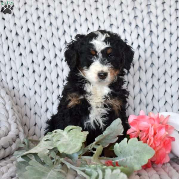 Colby, Mini Bernedoodle Puppy