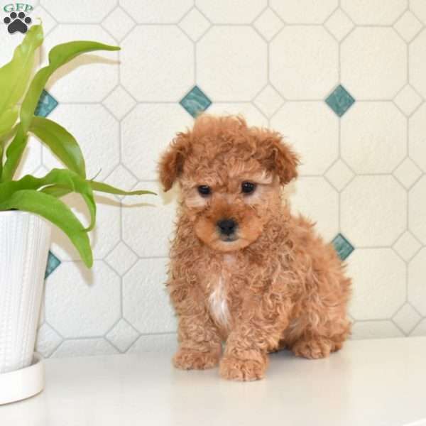 Colby, Shih-Poo Puppy