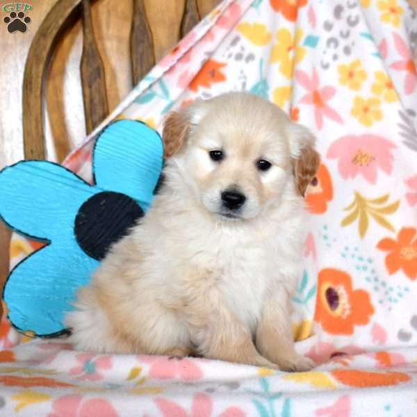 Colby, Golden Retriever Mix Puppy